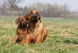 RODESIAN RIDGEBACK 105